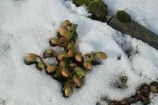 Garten 02 2013 039.webp