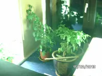Goria,Trinidad Scorpion,Jalapeno.webp