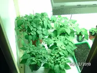 Neue Growbox.webp
