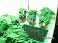 Neue Growbox 2.webp