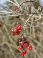 DSC_2473_rote_Beeren.webp