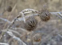 DSC_2483_Distel.webp