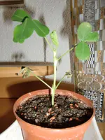 CIMG1217.webp