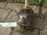 CIMG7483.webp
