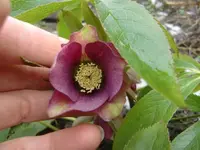 CIMG9814.webp