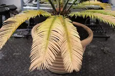 _DSC0187.webp