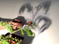 katekit Schattenträume.webp