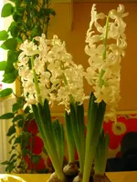 IMG_4131.webp