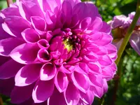 Barbara.webp