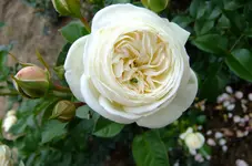 weinsberg 2012 216.webp