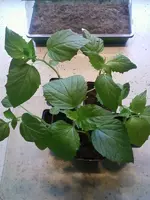 TomatilloI17_2_13.webp
