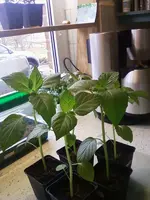 TomatilloII17_2_13.webp