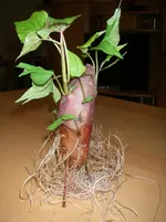 IMGP0029.webp
