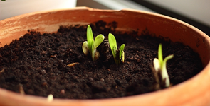 weisser Agapanthus treibt aus_600.webp