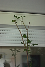 Physalisbaum_400.webp