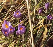 DSC03553 - 2012-02-17 - krokusse.webp