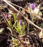 DSC03552 - 2013-02-17 - krokusse 2.webp