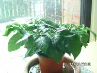 Trinidad Scorpion Bonchi.webp