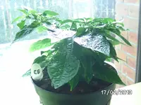 Habanero White.webp