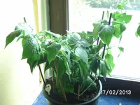 Large Red Rocoto.webp