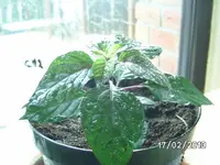 Pimenta de Neyde.webp