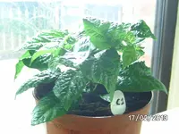 Vicentes Sweet Habanero.webp