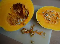 Butternut geköpft.webp