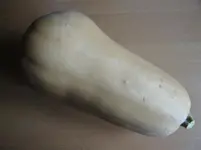 Butternut.webp