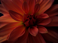 Tinchenfurz im Kerzenschein.webp