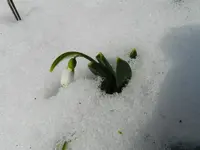 Schneeglöckchen_8230.webp