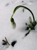Schneeglöckchen_8224.webp