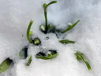 Schneeglöckchen_8229.webp