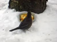 Amsel_8069.webp