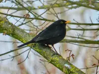 Amsel_8185.webp