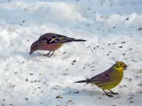 Buchfink-Goldammer_8153.webp