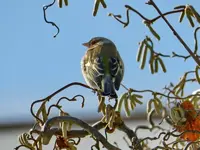 Buchfink_7886.webp