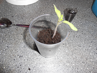 DSCN0186.webp