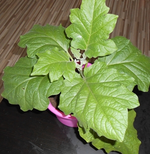 aubergine.webp