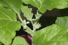 aubergine blueht.webp