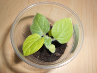 Physalis.webp