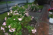 P1080335.webp