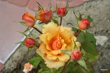 2007-06-14 Im Garten 0131.webp
