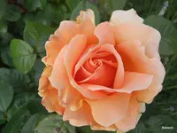 2009-06-06 Garten R0011741.webp