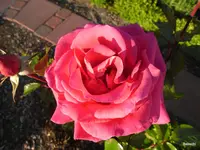 2009-06-23 Garten R0011811.webp