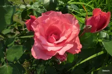 P1020104.webp