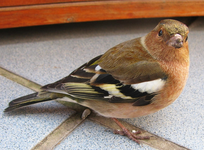 Vogel.webp