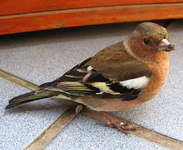 Vogel_.webp