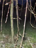 HPIM8812.webp