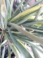 Bild0287.webp