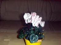 HPIM8816.webp